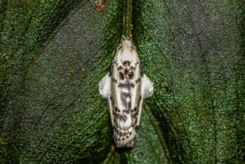 Antaeotricha sp.